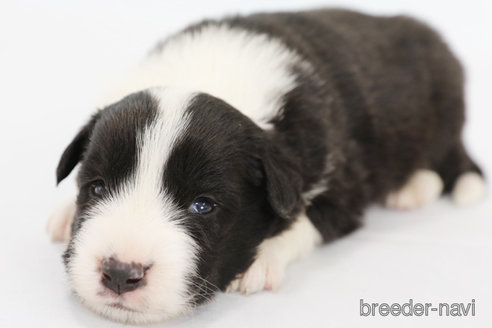 成約済の神奈川県のボーダーコリー-310800の9枚目